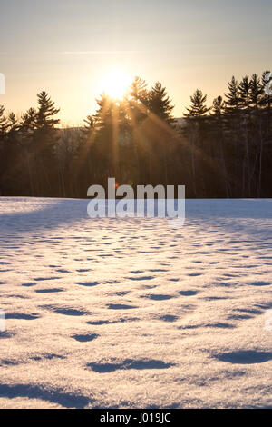 Sun Shining Through Pine Trees Behind Snowy Field Stock Photo