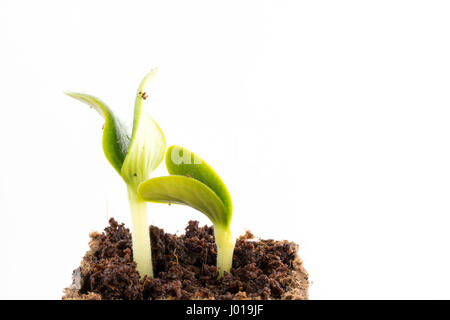 Young fresh seedlings of courgette or zucchini in peat pot on white background Stock Photo