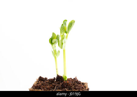 Young fresh seedlings of green pea in peat pot on white background Stock Photo