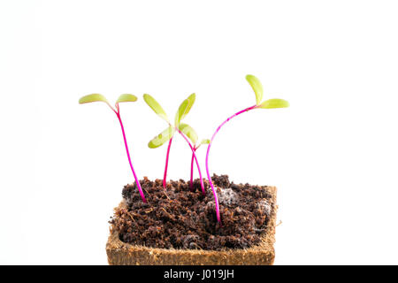 Young fresh seedlings of beetroot or red beet in peat pot on white background Stock Photo