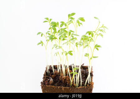 Young fresh seedlings of garden cress in peat pot on white background Stock Photo