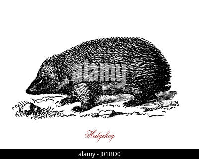 A spiny mammals of the subfamily Erinaceinae. Hedgehogs are omnivorous. They feed on insects, snails, frogs and toads, snakes, bird eggs, carrion, mushrooms, grass roots, berries, melons and watermelons. Stock Photo