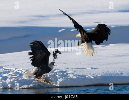 Two bald eagles are fighting for prey. USA. Alaska. Chilkat River. Stock Photo