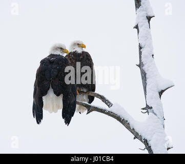 Two bald eagles sitting on a tree branch. USA. Alaska. Chilkat River. Stock Photo