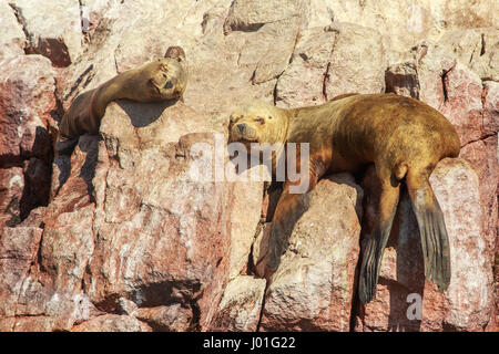 Two seals having a nap on the rocks at Ballestas island, Paracas National park, Peru Stock Photo