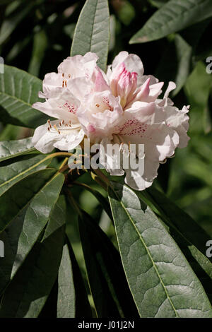 rhododendron boddaertianum hybrid white pink spotted flower bloom