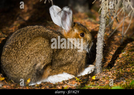 Snowshoe Hare (Lepus americanus) resting in wooded area, hare beginning to get its winter coat, Teklanika, Denali NP, AK, USA Stock Photo