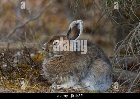 Snowshoe Hare (Lepus americanus) resting in wooded area, hare beginning to get its summer coat, Teklanika, Denali NP, AK, USA Stock Photo