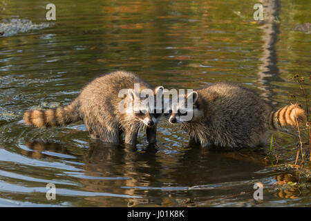 Common Raccoon (Procyon lotor) two raccoons in a pond Stock Photo