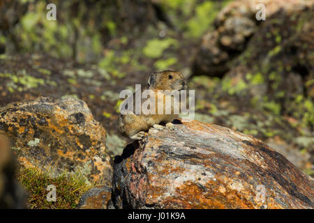 American Pika (Ochotona princeps) perched on a rock, Rocky Mountain NP, CO, USA Stock Photo