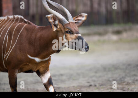 Horned African animal scanning its surroundings for danger Stock Photo