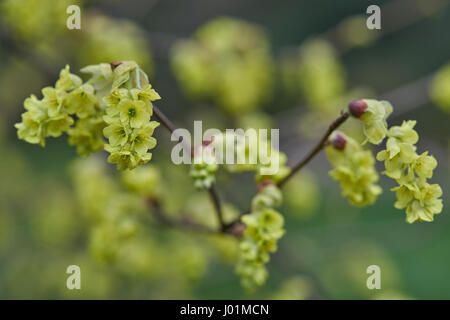 Corylopsis sinensis blossom Stock Photo