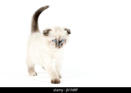 Scottish Fold, Scottish Fold (Felis silvestris catus), kitten Age 6 weeks Color chocolate point Stock Photo