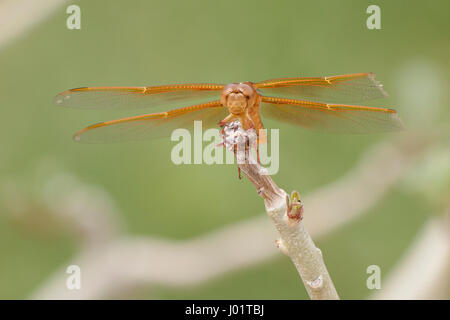 A golden dragonfly rests on a branch Stock Photo