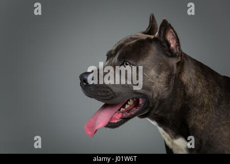 Beautiful american staffordshire terrier dog. Tiger blue color male pet. Studio shot over grey background. Stock Photo