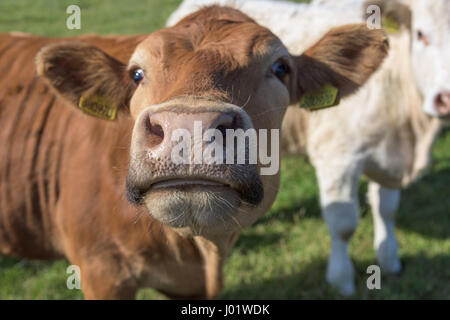 Funny cow image Stock Photo
