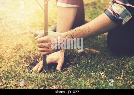 gardener planting a tree while working in the garden Stock Photo