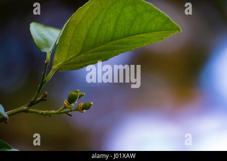 Lemon buds or young lemons as they first appear on a Eureka (Citris limon) lemon tree in Sydney Australia Stock Photo