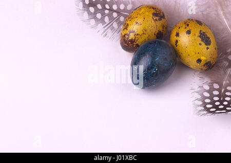 Quail easter eggs decorated with spotted feathers Stock Photo