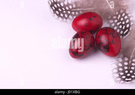 Quail easter eggs decorated with spotted feathers Stock Photo