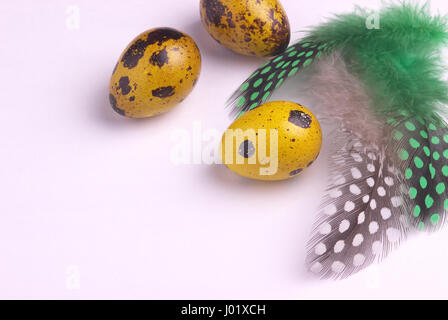 Quail easter eggs decorated with spotted feathers Stock Photo