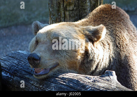 Brown bear (ursus arctos) photographed at the zoo Stock Photo