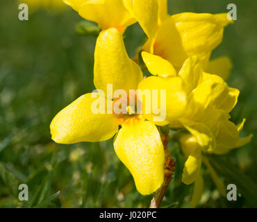 Forsythia flowers, Spring flowering shrub Stock Photo