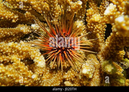 Echinometra viridis reef urchin over coral underwater in the Caribbean sea Stock Photo