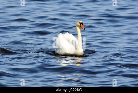 White swan swimming in the baltic sea in poland Stock Photo