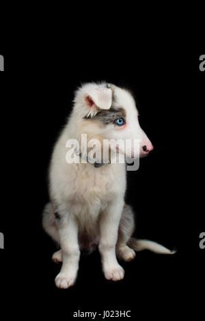 Beautiful Blue Merle Puppy In The Studio Stock Photo