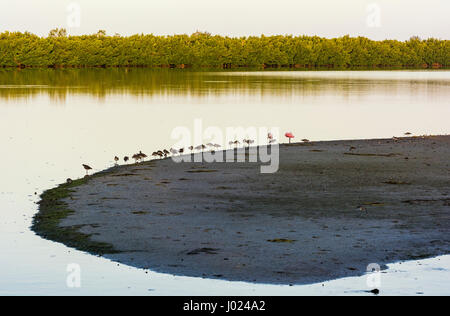 Florida, Sanibel Island, J.N. 'Ding' Darling National Wildlife Refuge, wading birds