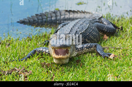 Louisiana, Avery Island, Jungle Gardens, American Alligator (Alligator mississippiensis) Stock Photo