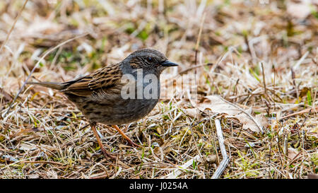 The dunnock (Prunella modularis) is a small passerine bird here searching for food in the early spring grass. Stock Photo
