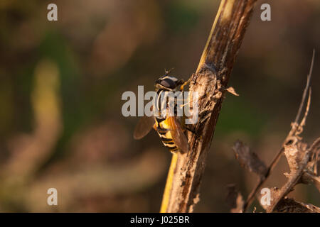 Beautiful up close shot of the bee on the brown branch. Picture was taken during the sun down in the botanical garden. Insight into the life of bees. Stock Photo