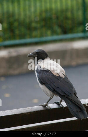 Crow on the bench. Animal in its natural environment, looking for food. Urban setting mixed with natural behavior. City animal and its life. Stock Photo