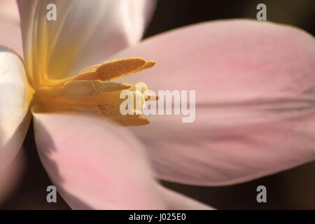 Opened tulips from Holland, focus on the filament, stigma and petals, beauty of the flowers are the colours. Stock Photo