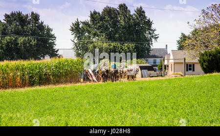 Lancaster, Pennsylvania - September 10, 2016 - Amish men harvest corn the traditional way with horse and cart. Stock Photo