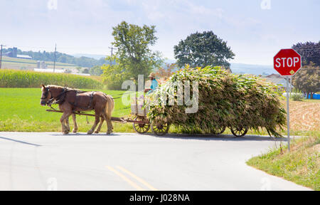 Lancaster, Pennsylvania - September 10, 2016 - Amish men harvest corn the traditional way with horse and cart. Stock Photo