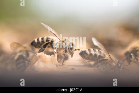 Stuttgart, Germany. 3rd Apr, 2017. Honey bees sit on a beehive in Stuttgart, Germany, 3 April 2017. Photo: Lino Mirgeler/dpa/Alamy Live News Stock Photo