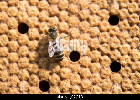 Stuttgart, Germany. 3rd Apr, 2017. A honey bee sits on the honeycombs of a beehive in Stuttgart, Germany, 3 April 2017. Photo: Lino Mirgeler/dpa/Alamy Live News Stock Photo