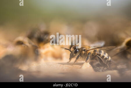 Stuttgart, Germany. 3rd Apr, 2017. Several honey bees sit on a beehive in Stuttgart, Germany, 3 April 2017. Photo: Lino Mirgeler/dpa/Alamy Live News Stock Photo