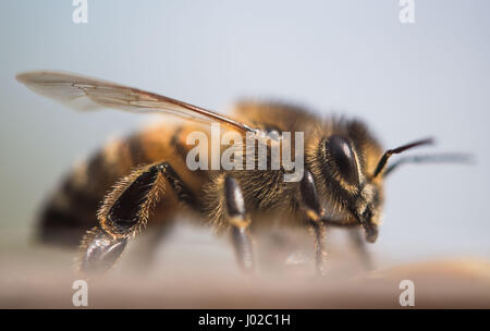 Stuttgart, Germany. 3rd Apr, 2017. A honey bee sits on a beehive in Stuttgart, Germany, 3 April 2017. Photo: Lino Mirgeler/dpa/Alamy Live News Stock Photo
