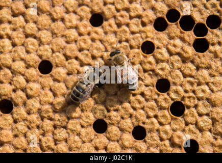Stuttgart, Germany. 3rd Apr, 2017. A honey bee sits on the honeycombs of a beehive in Stuttgart, Germany, 3 April 2017. Photo: Lino Mirgeler/dpa/Alamy Live News Stock Photo