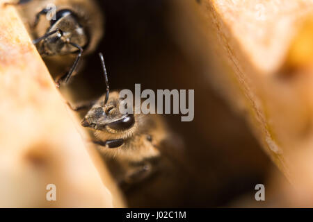 Stuttgart, Germany. 3rd Apr, 2017. Two honey bees sits on a beehive in Stuttgart, Germany, 3 April 2017. Photo: Lino Mirgeler/dpa/Alamy Live News Stock Photo