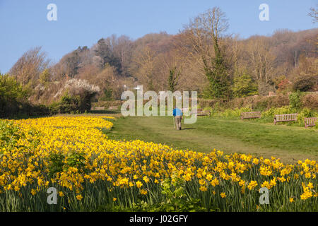 Sidmouth, 9th April 17. Walkers and joggers head amongst the 500,000 daffodil bulbs on a glorious Palm Sunday morning. The bulbs have been planted by volunteers in Sidmouth over the last few years following a bequest by Investment banker Keith Owen, who had intended to retire to Sidmouth, which he considered to be “England as it used to be”. Discovering in 2007 he had only 8 weeks to live, left his £2.3 million fortune to the town for projects of local interest. Photo South West Photos / Alamy Live News Stock Photo