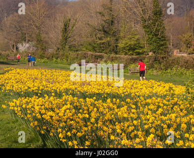 Sidmouth, Devon, 9th April 17. Walkers and joggers head amongst the 500,000 daffodil bulbs on a glorious Palm Sunday morning. The bulbs have been planted by volunteers in Sidmouth over the last few years following a bequest by Investment banker Keith Owen, who had intended to retire to Sidmouth, which he considered to be “England as it used to be”. Discovering in 2007 he had only 8 weeks to live, left his £2.3 million fortune to the town for projects of local interest. Photo South West Photos / Alamy Live News Stock Photo