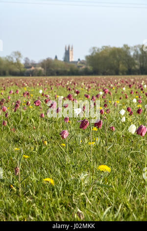 Cricklade, Wiltshire, UK. 9th April, 2017. 80% of the UK population of fritiallies (snakes head) are found here in Cricklade, Wiltshire. Over the next week or so visitors can enjoy this spectacle of colour as these wild flowers burst into bloom. Overlooked by the parish church of St Sampson, the meadow is on the northern edge of the town. Credit: Graham Light/Alamy Live News Stock Photo