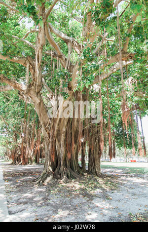 Vinoy Park in Saint Petersburg Florida Stock Photo