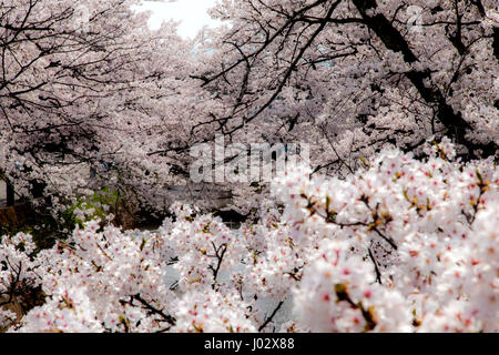 White Sakura in Japan.  Japanese cherry blossom trees Stock Photo