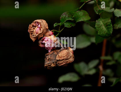 Autumn beauty fresh and dry roses on line Stock Photo